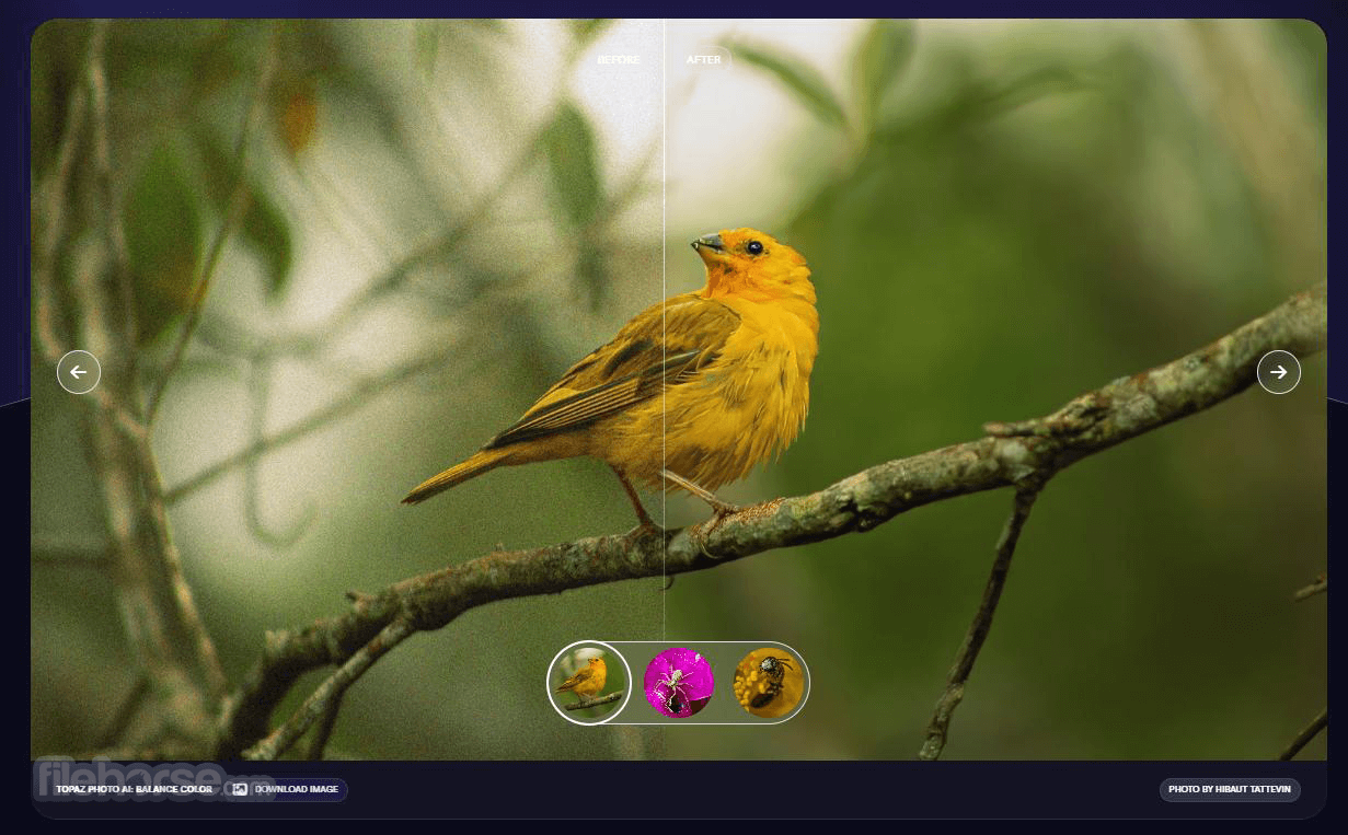 Topaz Photo AI 畫面截圖 1